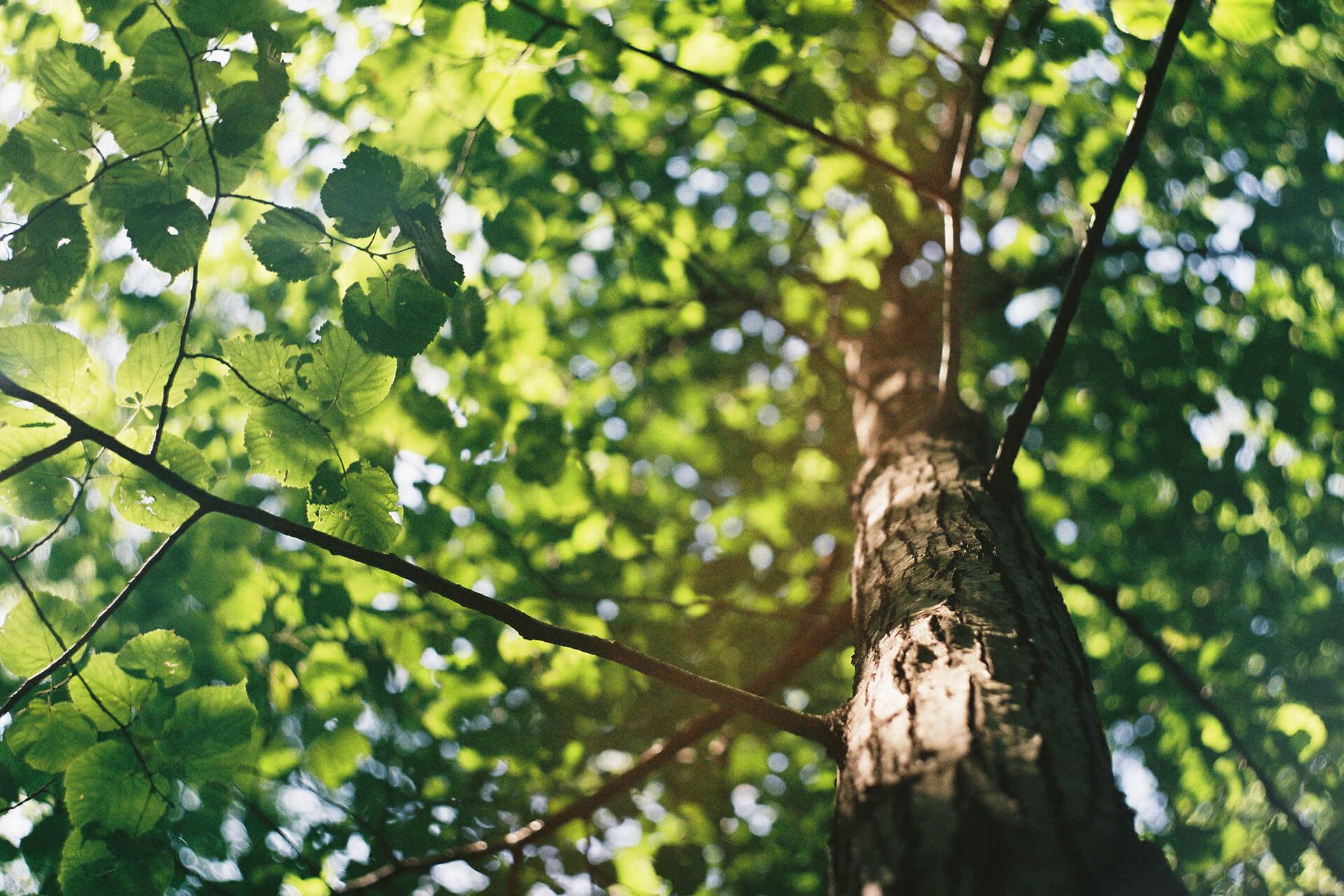 Cover image of the post Trees for our environment