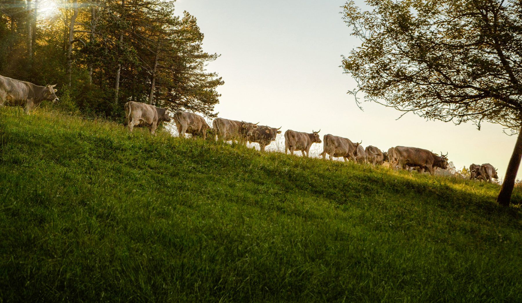 Cows on a pasture, header image of the Demeter website